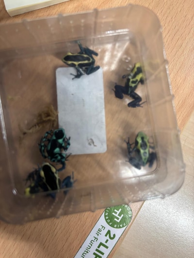 Passenger finds poison dart frogs in Schiphol Airport toilet: ‘We rarely see this’