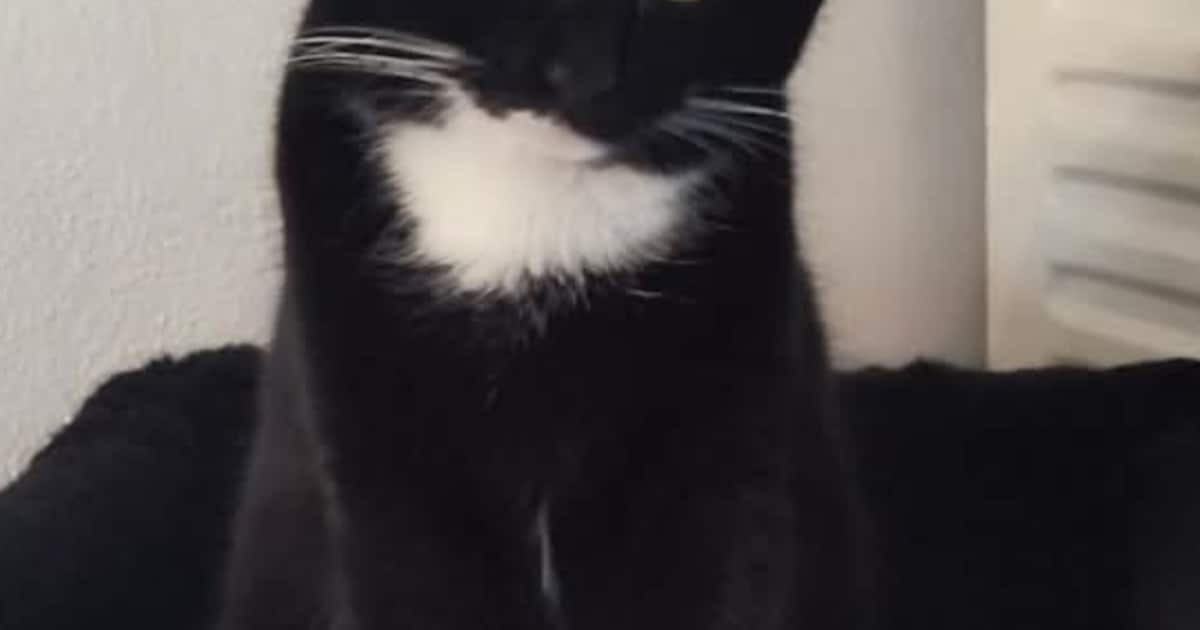 Heb jij Bindi gezien? Dit huisdier wordt in Purmerend vermist