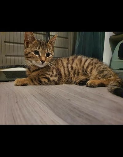 Heb jij Yoshi of Boeffie gezien? Deze twee huisdieren worden in Woerden vermist