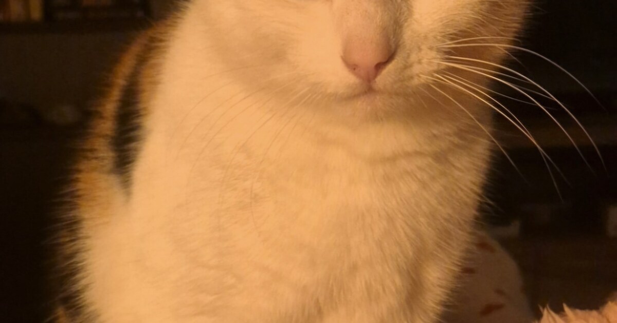 Heb jij Nala gezien? Dit huisdier wordt in Ooststellingwerf vermist