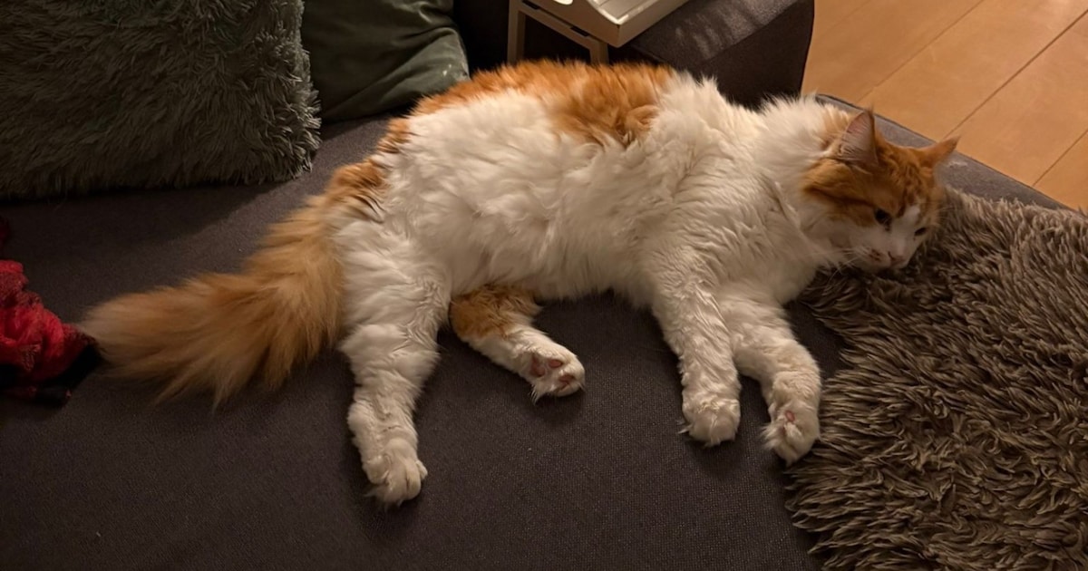 Heb jij Pip, Fudge of Darwin gezien? Deze drie huisdieren worden in Veldhoven vermist