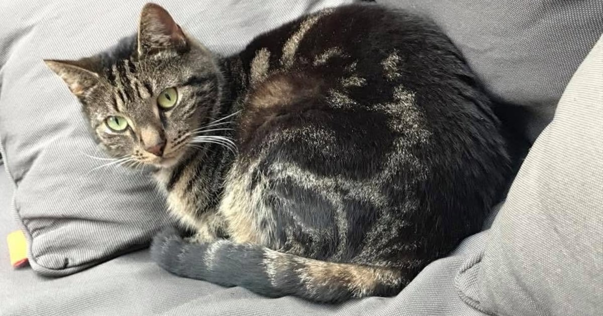 Heb jij Buffy of Sjaak gezien? Deze twee huisdieren worden in Aalsmeer vermist