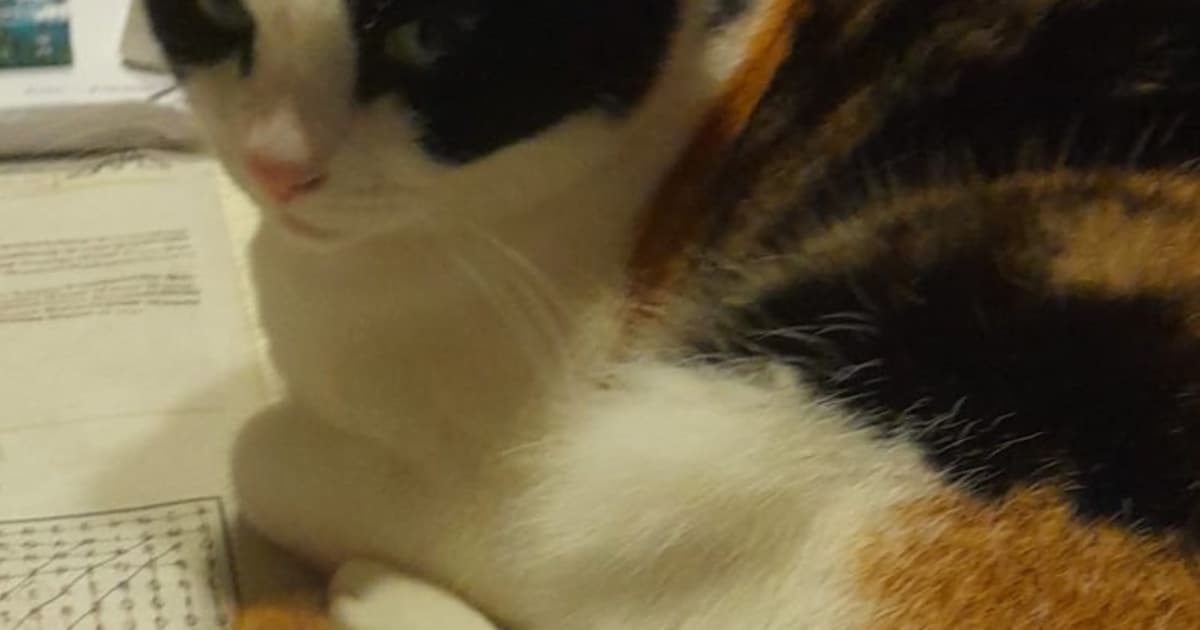 Heb jij Marley gezien? Dit huisdier wordt in Woudenberg vermist