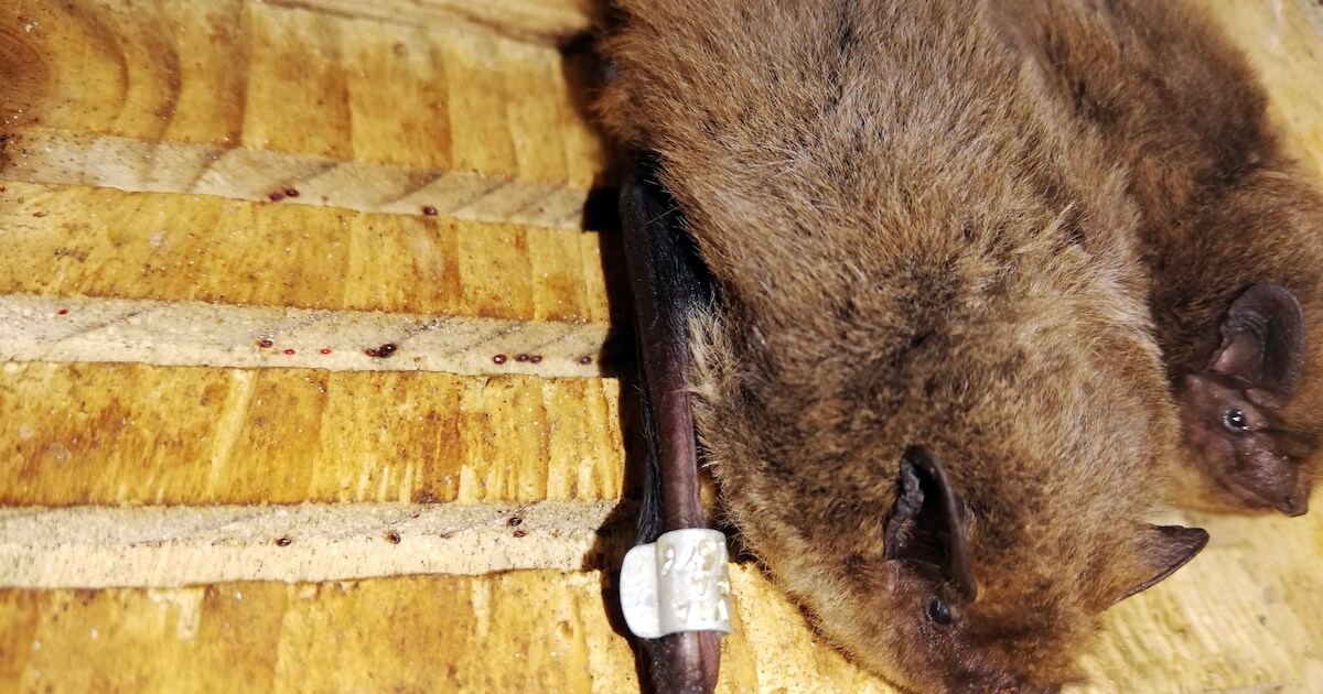 Nesten van vleermuizen weggehaald; boete van 10.000 euro dreigt