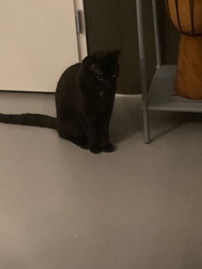 Heb jij Loulou, Koning Papegaai of Lizzy gezien? Deze 28 huisdieren worden in Utrecht vermist