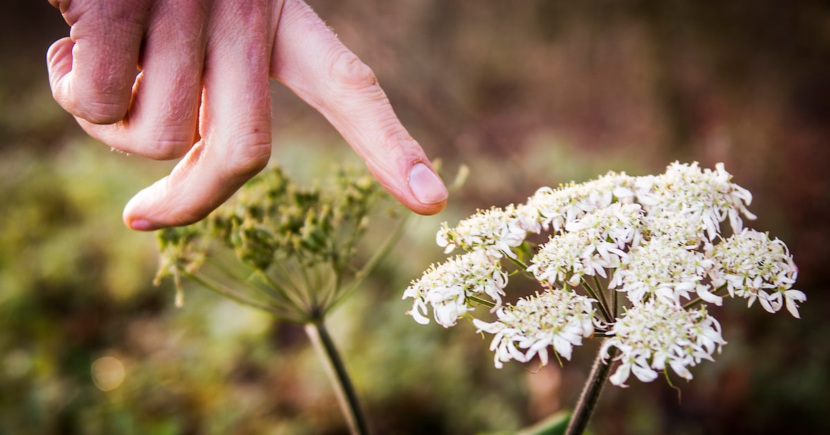 Vrijwilligers tellen planten en dieren in Zaanstad