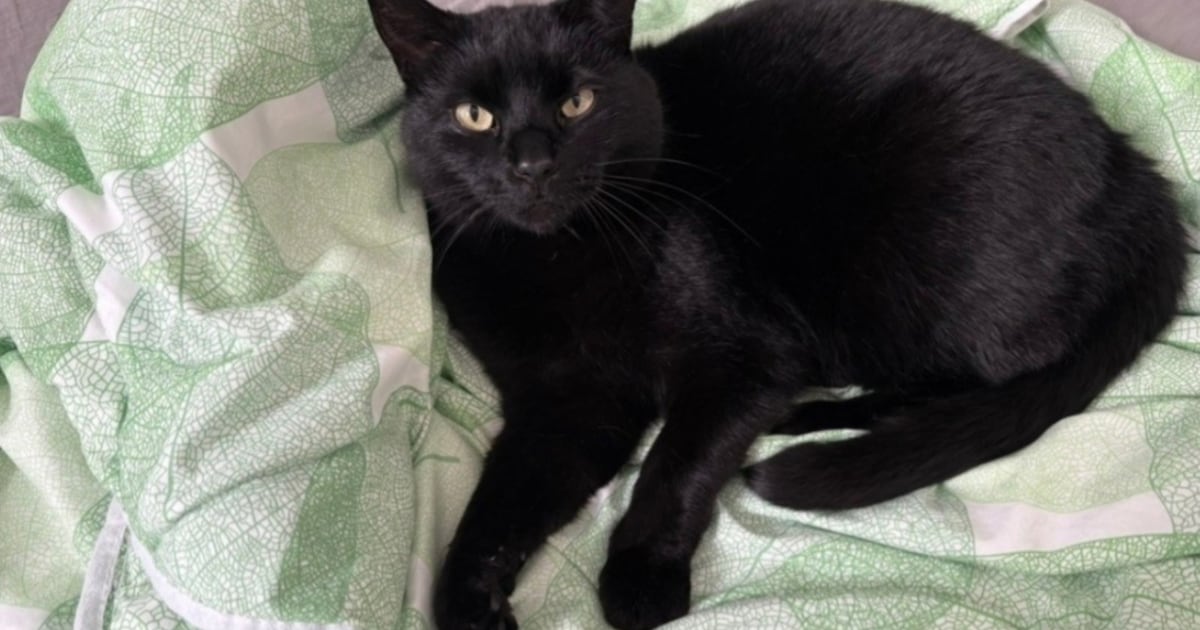 Heb jij Keesje of Bas gezien? Deze twee huisdieren worden in Nijmegen vermist