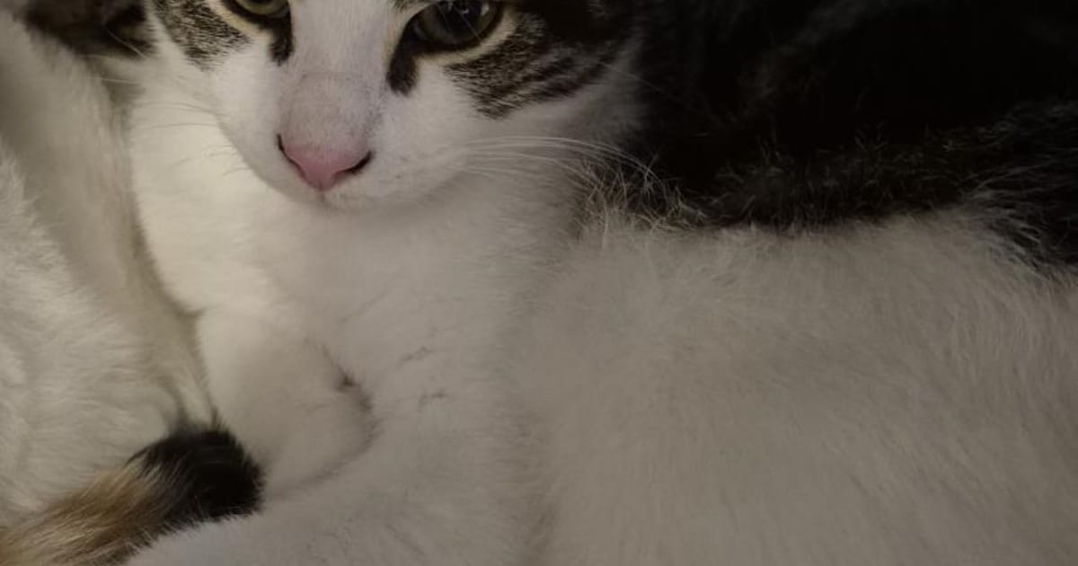 Heb jij Sleepy gezien? Dit huisdier wordt in Katwijk vermist