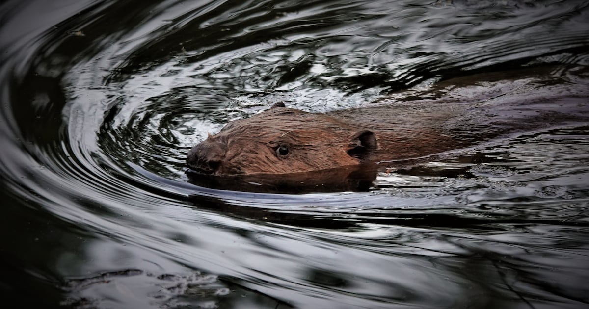 Volop bevers in de regio: inwoners van Heenvliet zien de bomen uit hun tuin geknaagd worden | Voorne