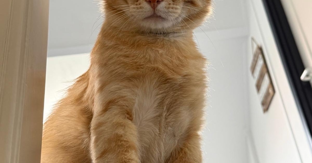 Heb jij Chica, Joris of Louis gezien? Deze vier huisdieren worden in Westland vermist