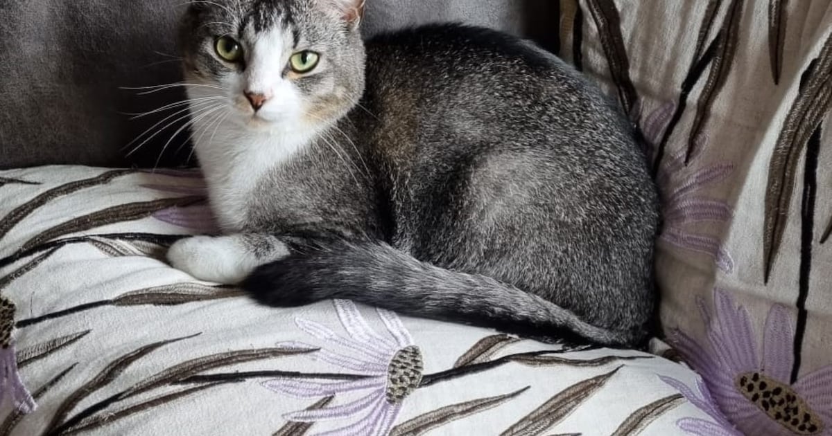 Heb jij Dex gezien? Dit huisdier wordt in Harlingen vermist