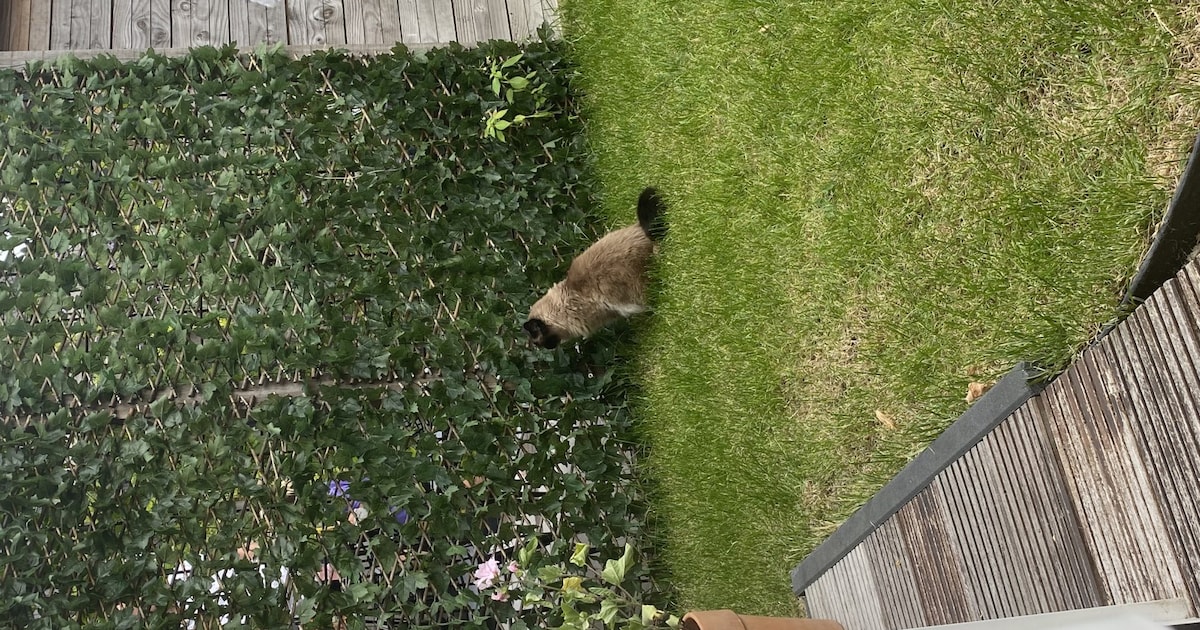 Heb jij Karma gezien? Dit huisdier wordt in Kaag en Braassem vermist
