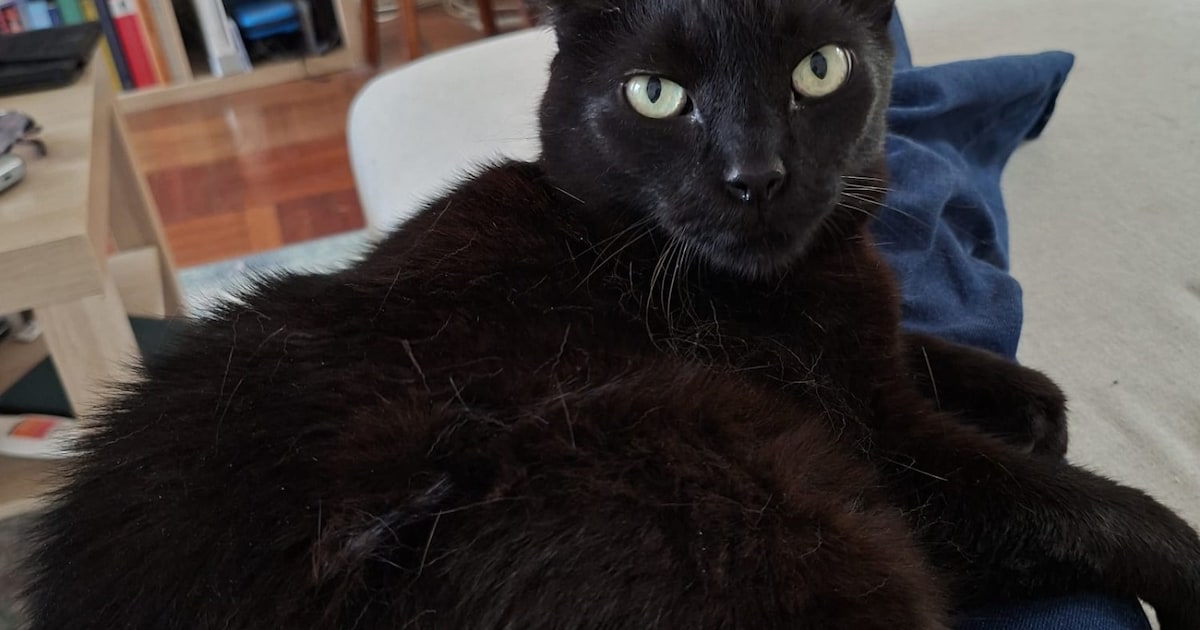 Heb jij Bobby, Simba of Mees gezien? Deze vier huisdieren worden in Leiden vermist