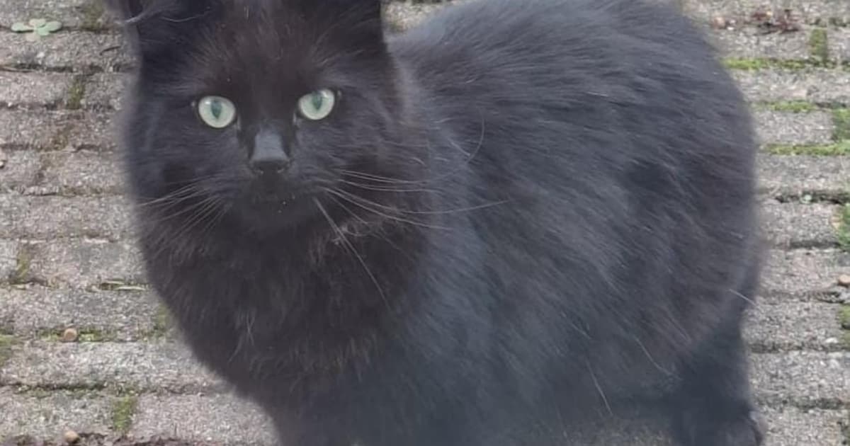 Heb jij Pluizebol gezien? Dit huisdier wordt in Pekela vermist