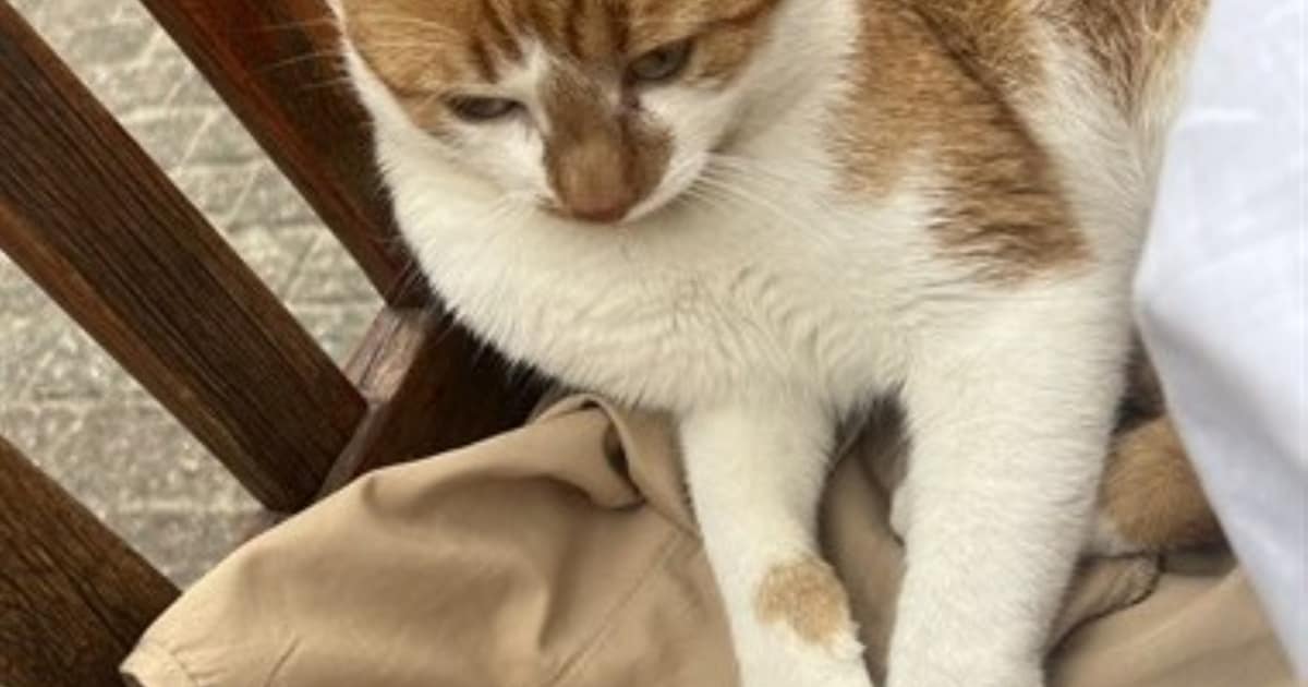 Heb jij Sjibbie, Jaxx of Snoet gezien? Deze drie huisdieren worden in Waalwijk vermist