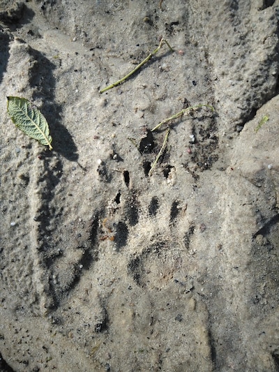 Wandeling 'Speuren naar sporen' in Ede