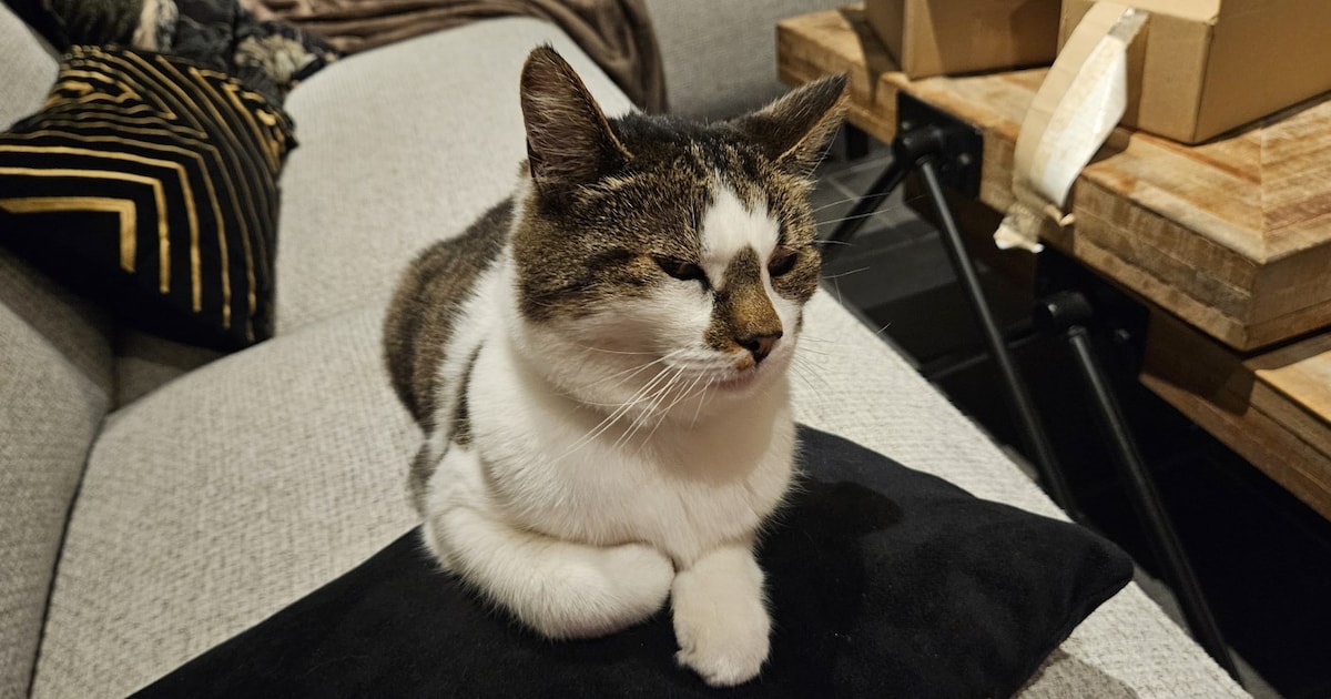 Heb jij Woezel of Dunya gezien? Deze twee huisdieren worden in Voorne aan Zee vermist