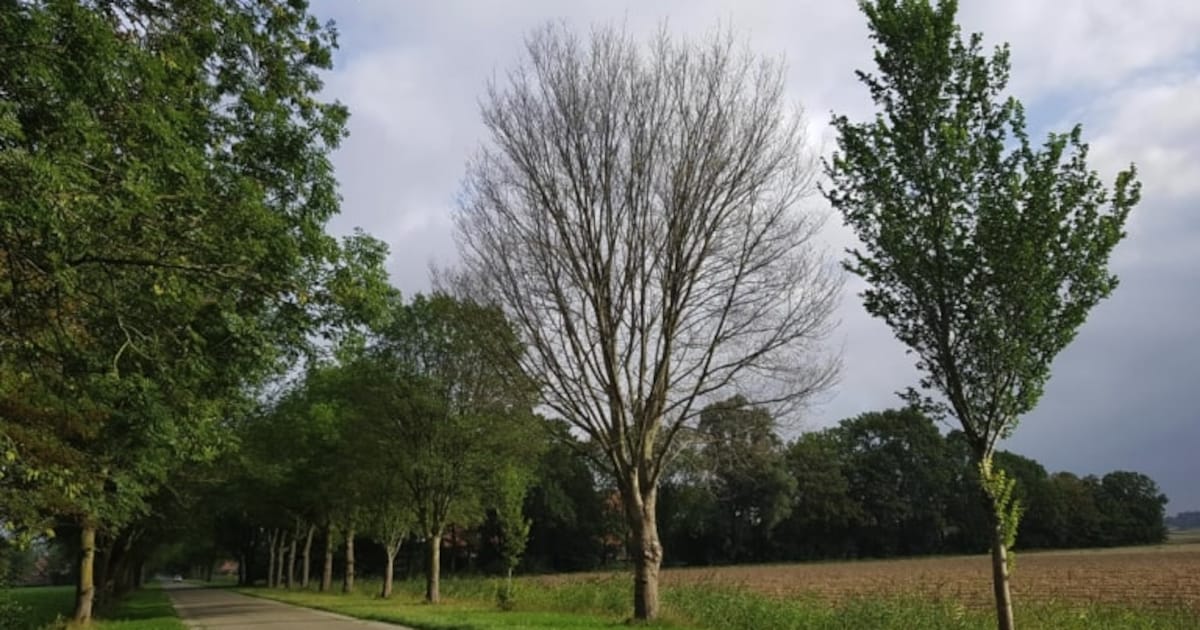 Gemeente Bunnik verwijdert meer dan honderd zieke bomen langs Achterdijk in Werkhoven