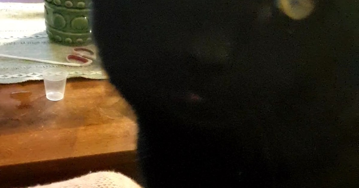 Heb jij Mickey gezien? Dit huisdier wordt in Apeldoorn vermist