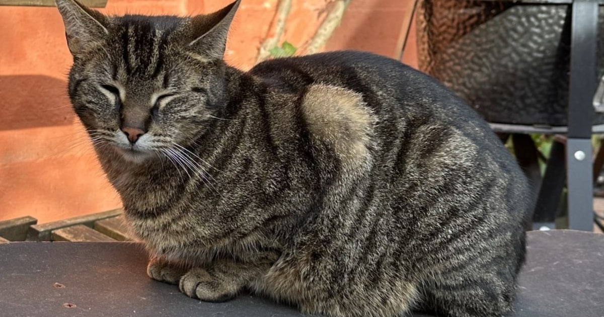 Heb jij Ted, Khoshekh of Luci gezien? Deze vier huisdieren worden in Hilversum vermist