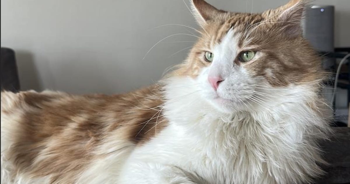 Heb jij Yumi, Bagel of Oscar gezien? Deze 12 huisdieren worden in Groningen vermist