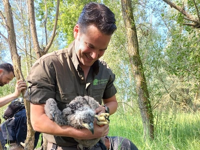 Boswachter Erik treurt om dood zeldzame zeearend (3) na botsing met windmolen: ‘Zo’n klap overleven 