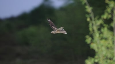 Vogelwerkgroep IVN Ede houdt excursies naar nachtzwaluwen en vroege vogels