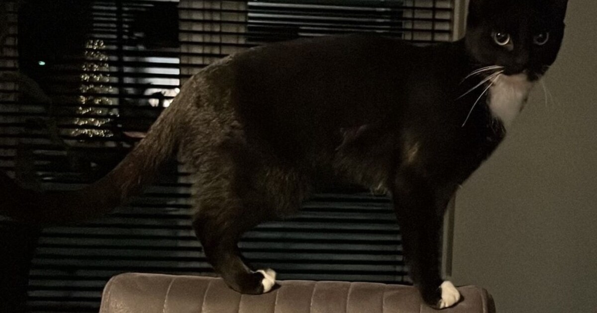 Heb jij Nala gezien? Dit huisdier wordt in Weststellingwerf vermist