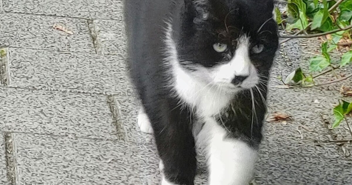 Heb jij Balou of Monster gezien? Deze twee huisdieren worden in Diemen vermist