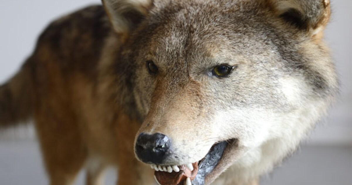 Kogelresten gevonden in wolf Luttelgeest