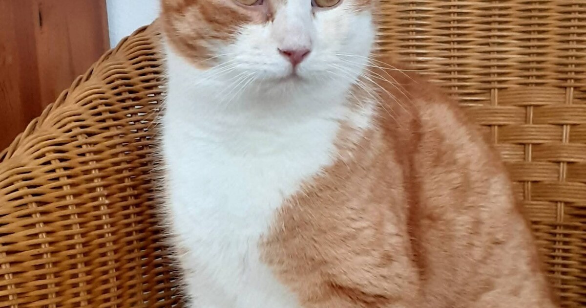 Heb jij Hermin of Caspar gezien? Deze twee huisdieren worden in Gennep vermist