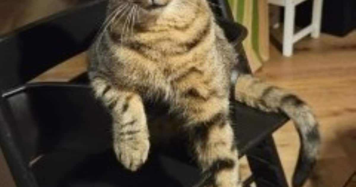 Heb jij Karel, Guus of Pinkie gezien? Deze drie huisdieren worden in Loon op Zand vermist