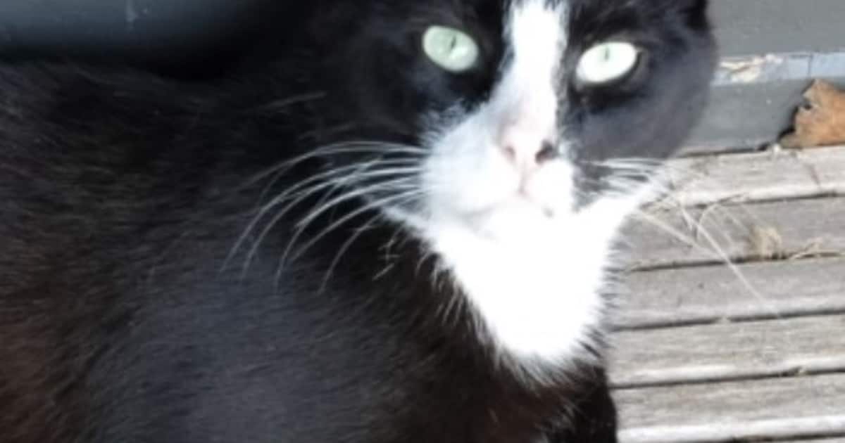 Heb jij Poes gezien? Dit huisdier wordt in Drimmelen vermist