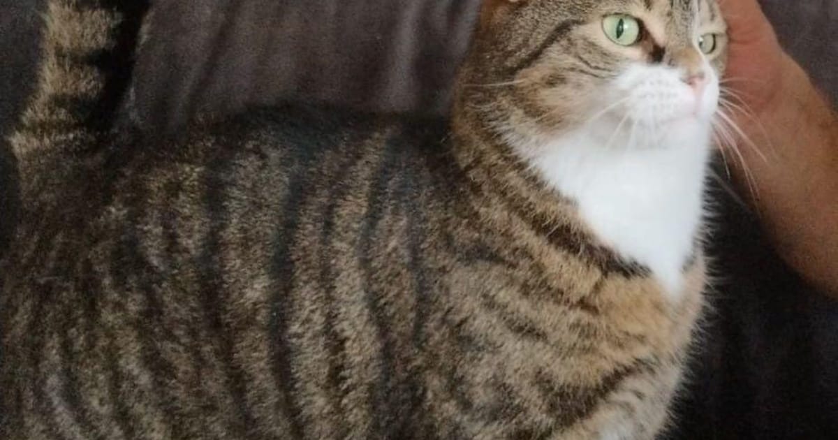 Heb jij Nala of Luig gezien? Deze twee huisdieren worden in Nieuwegein vermist