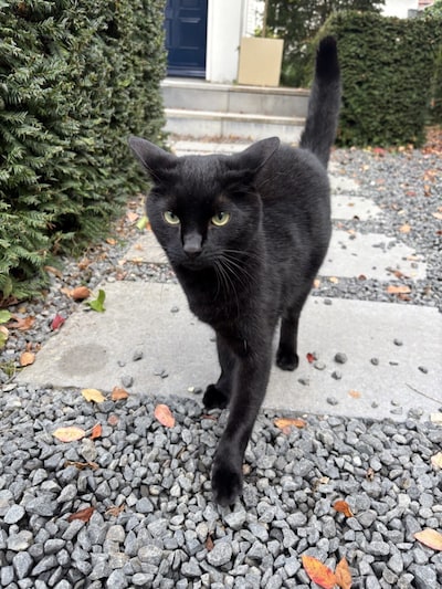 Heb jij Kees gezien? Dit huisdier wordt in Vught vermist