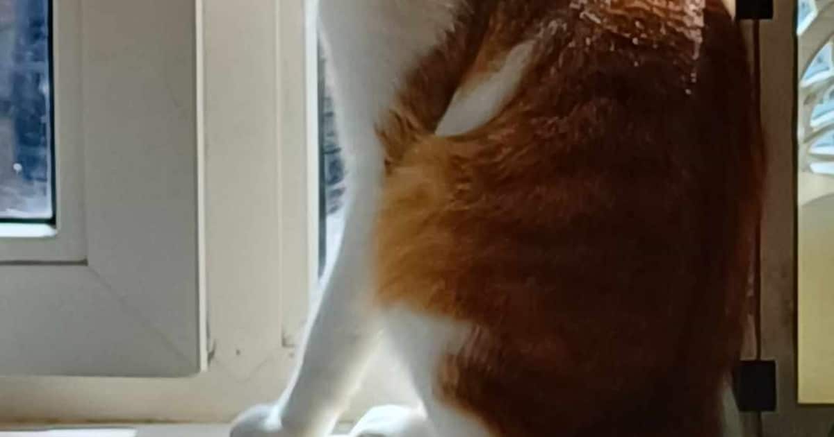 Heb jij Tine, Coco of Olaf gezien? Deze drie huisdieren worden in Reimerswaal vermist