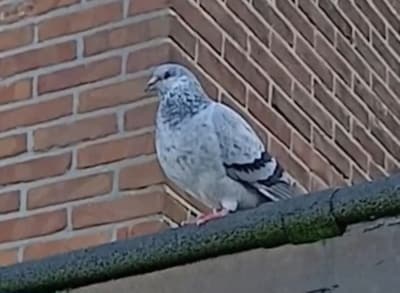 Have you seen Hercules? This pet is missing in Haarlem