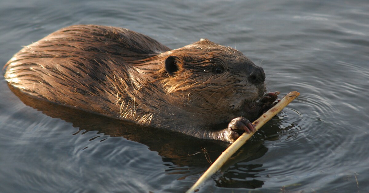 Zeewolde werkt aan nieuwe dam voor bever die moet verhuizen