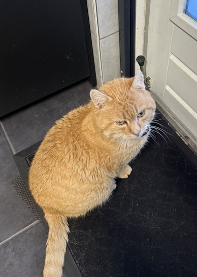 Heb jij Flip of Lilo gezien? Deze twee huisdieren worden in Deventer vermist