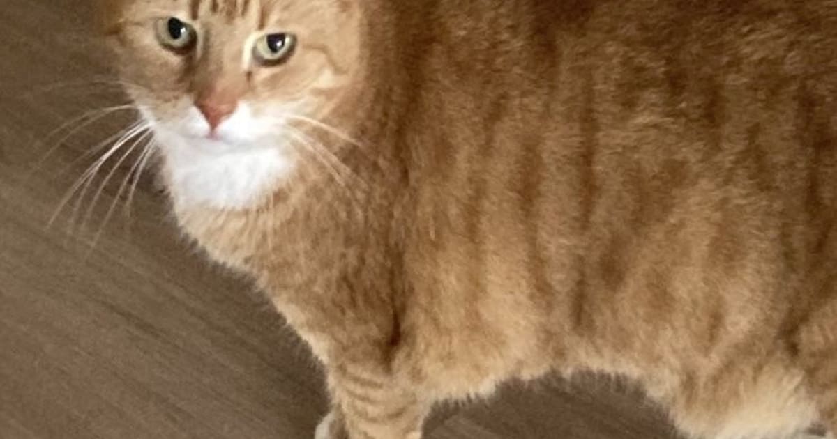 Heb jij Sofie of Lizzy gezien? Deze twee huisdieren worden in Purmerend vermist