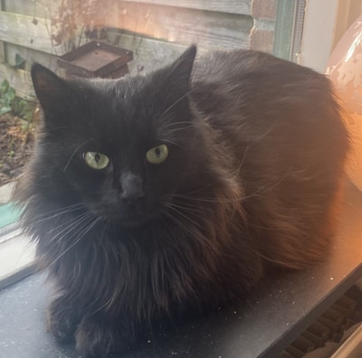 Heb jij Neuro gezien? Dit huisdier wordt in Enschede vermist