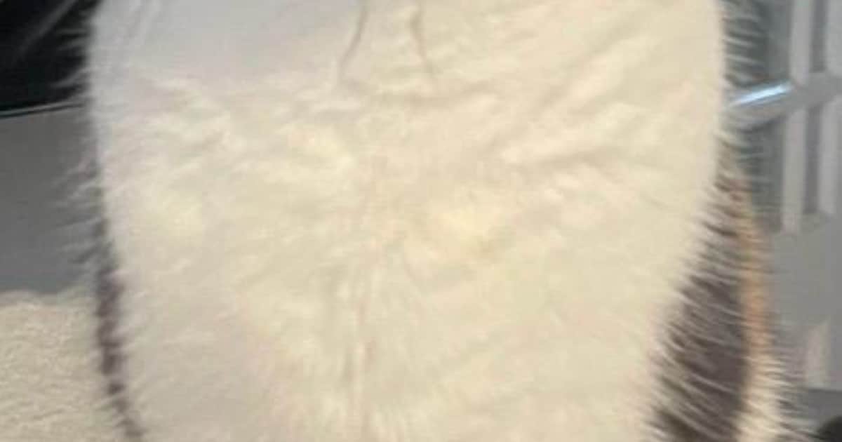 Heb jij Luna gezien? Dit huisdier wordt in Edam-Volendam vermist