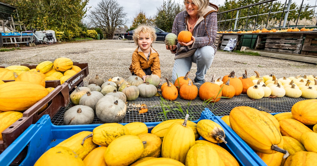 Halloween-pompoenen kennen een goed jaar, maar wat doe je er daarna mee?