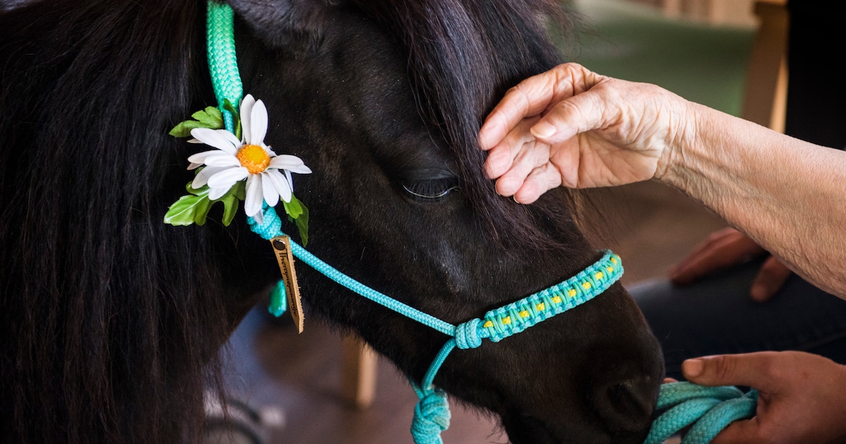 Soest zoekt leukste oude paard van Nederland