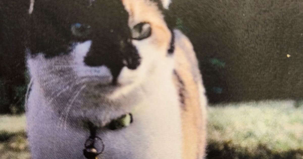Heb jij Simba gezien? Dit huisdier wordt in Woudenberg vermist