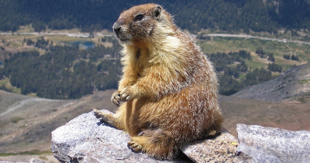Dit zijn de nieuwste sterren op erotische filmpjessite OnlyFans: marmotten