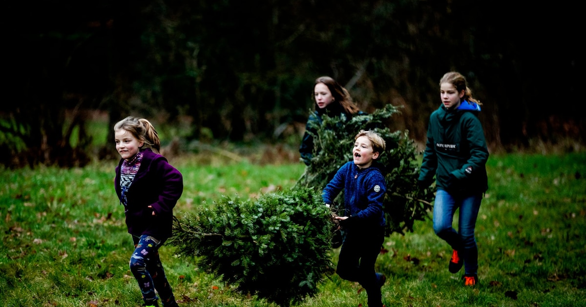 Kerstbomeninzameling in Haarlem: dit moet je weten