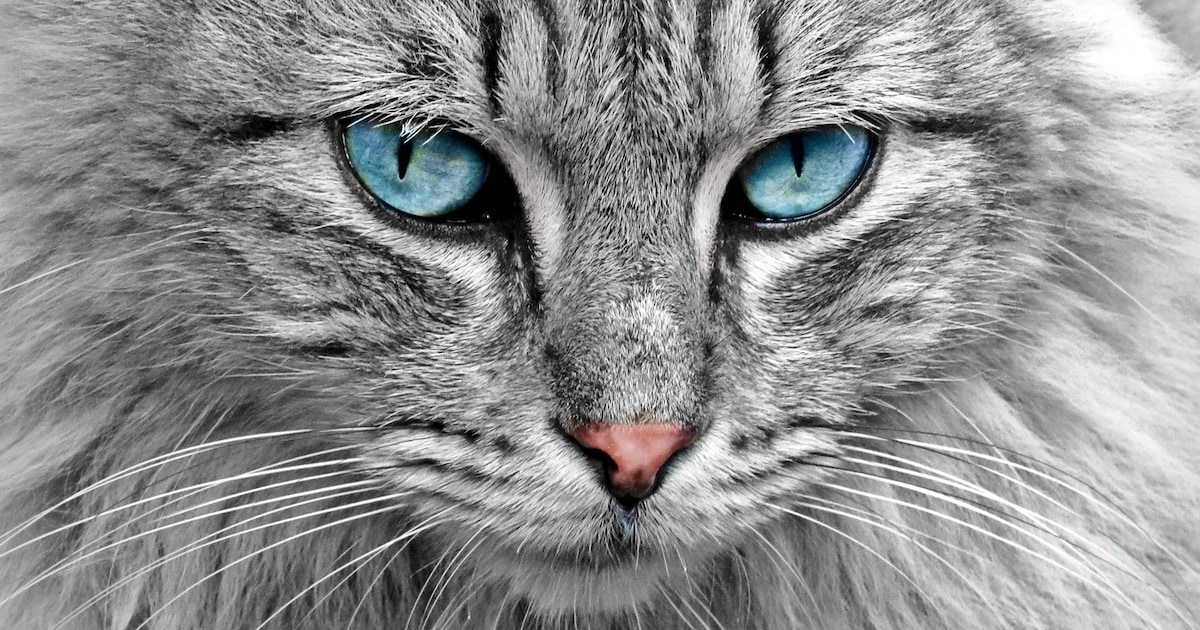 Tientallen raskatten tentoongesteld tijdens internationale kattenshow ...