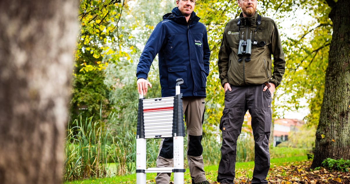 Hoe een klein diertje bouwprojecten maandenlang stil kan leggen