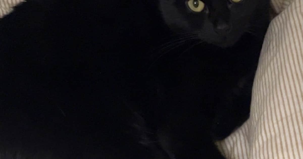 Heb jij Noah, Szara of Richie gezien? Deze negen huisdieren worden in Velsen vermist